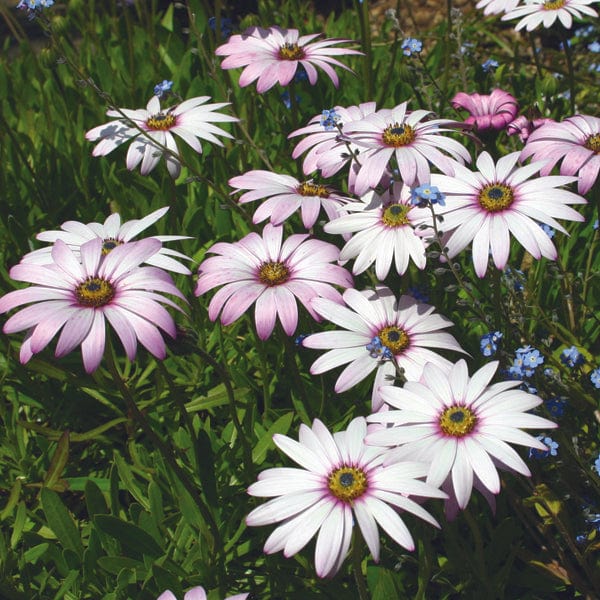 Osteospermum Flower Plant Collection - Image 4