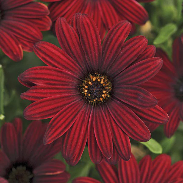 Osteospermum Serenity Flower Plant Collection - Image 2