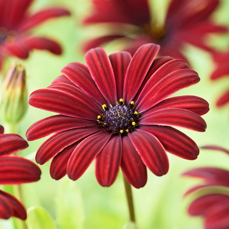 Osteospermum Serenity Red