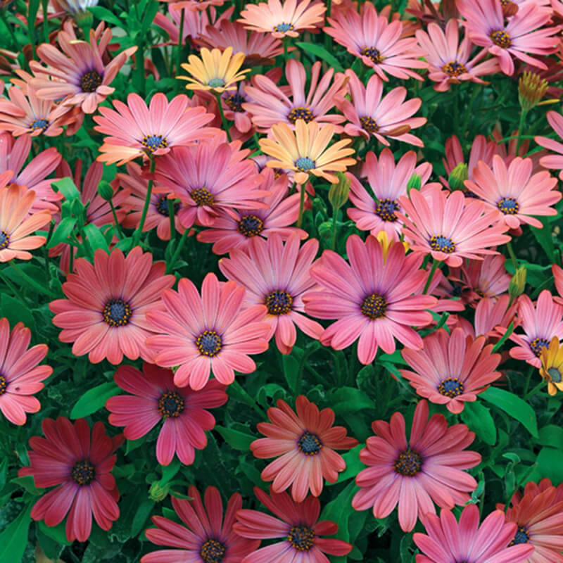 Osteospermum Serenity Rose Magic Flower Plants