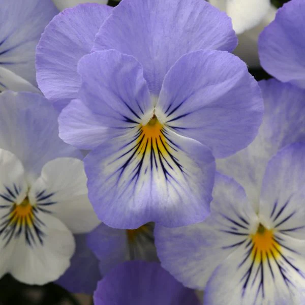 Pansy Cool Wave Frost Garden Ready Bedding Plants - Image 3