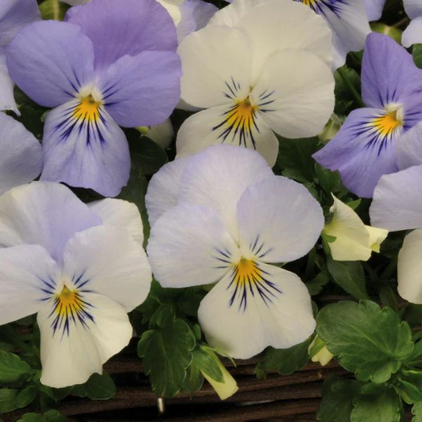 Pansy Cool Wave Frost Garden Ready Bedding Plants - Image 4