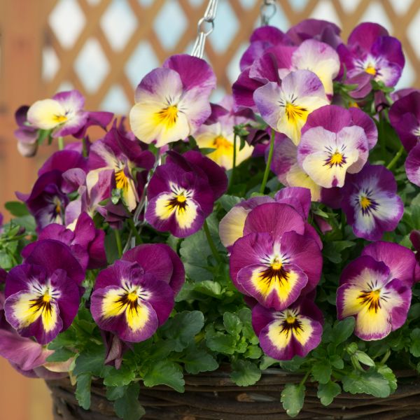 Pansy Cool Wave Raspberry Swirl Garden Ready Bedding Plants - Image 4