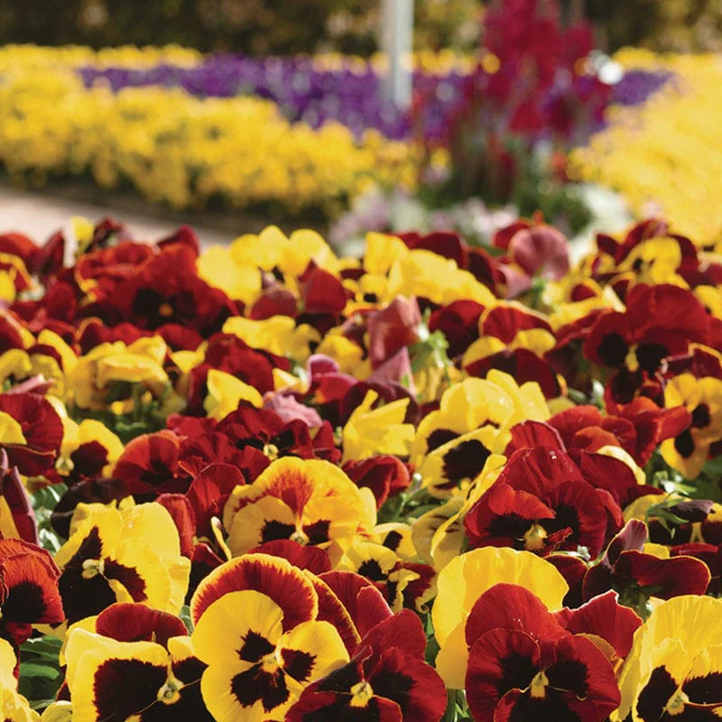 Pansy Matrix Mix Autumn Blaze - Image 3
