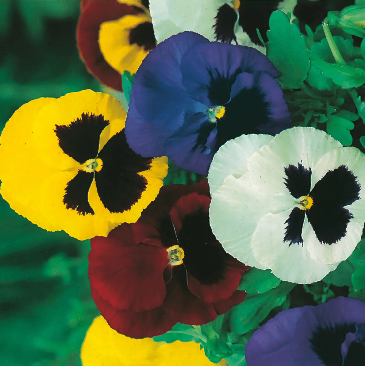 Pansy Swiss Giants Mixed Seeds - Image 3