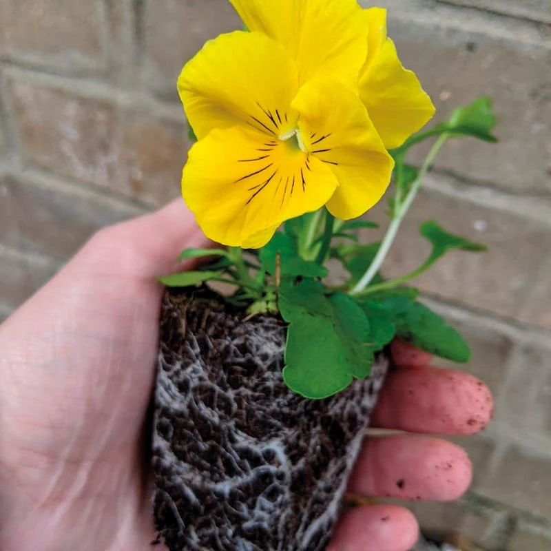Pansy Winter Flowering Mixed F1 - Image 3
