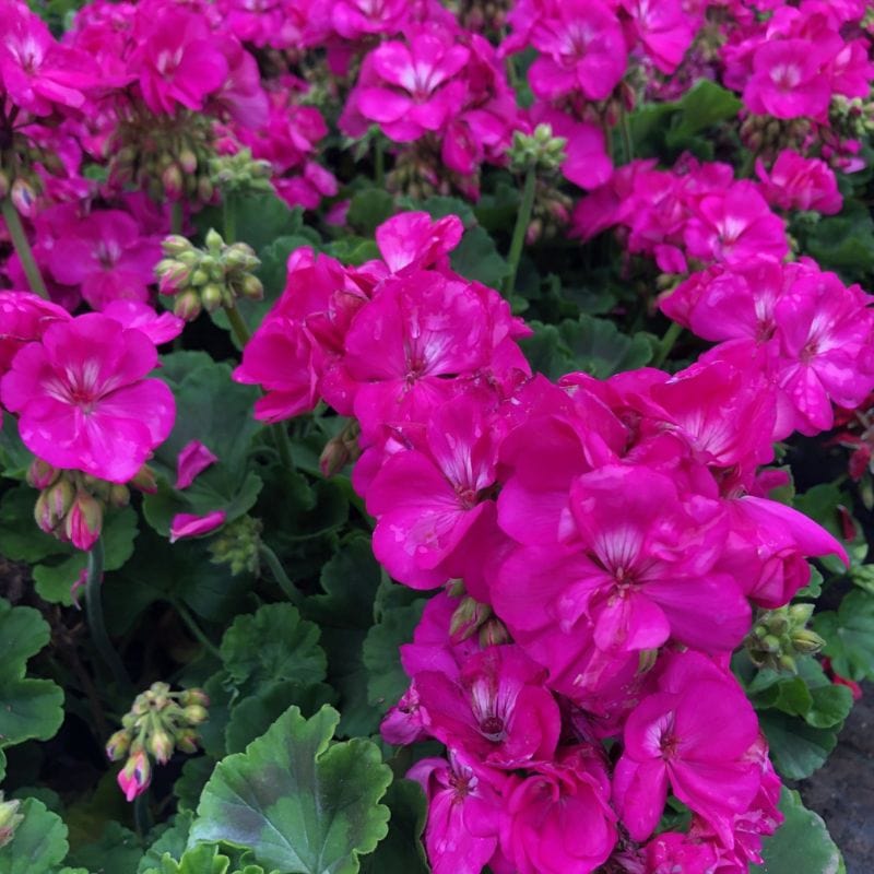 Pelargonium Eco Merle Purple Flower Plants - Image 3