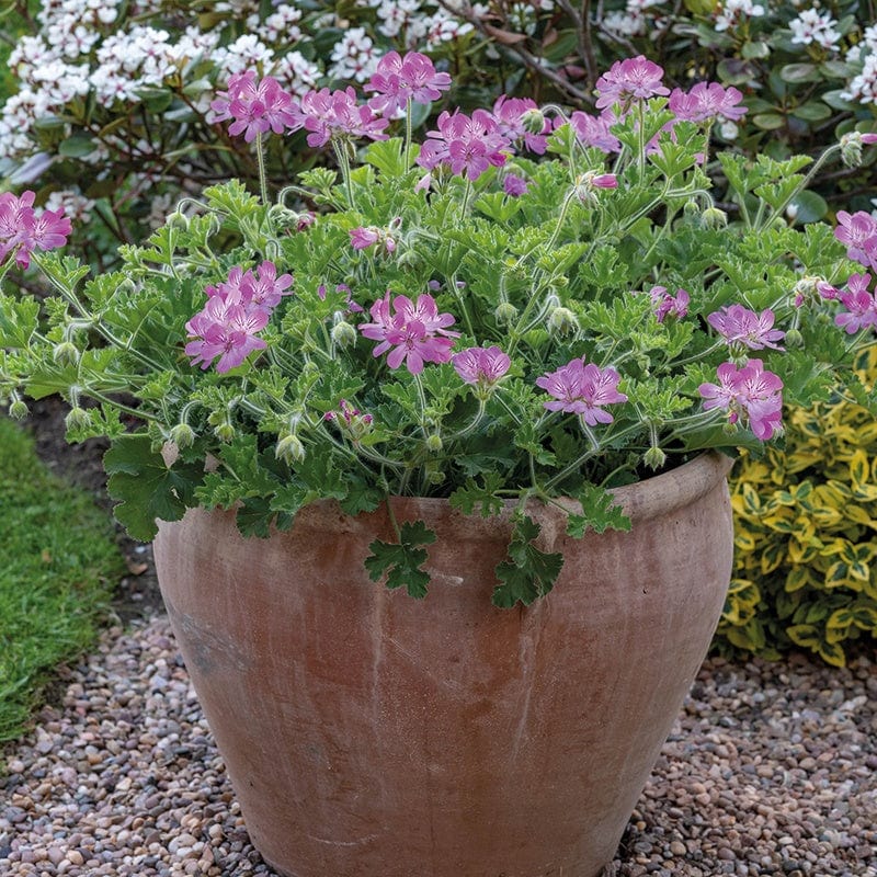 Pelargonium Scented Pink Capitatum Flower Plants - Image 2