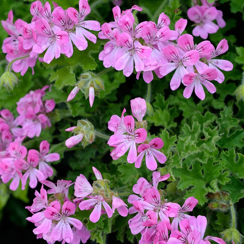 Pelargonium Scented Pink Capitatum Flower Plants - Image 3