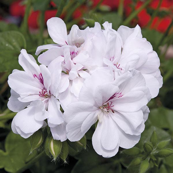 Pelargonium Zonal Collection - Image 4