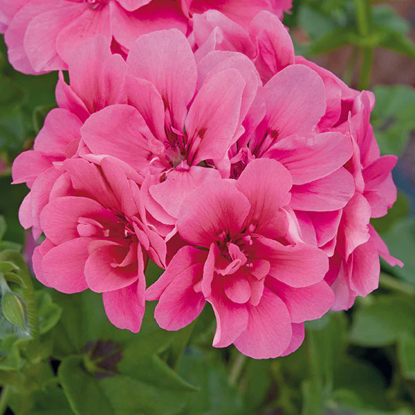 Pelargonium Sunflair Josina Hot Pink