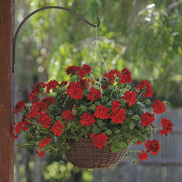 Pelargonium Sunflair Ruben Dark Red
