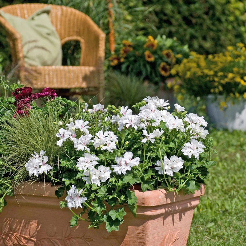 Pelargonium Trailing Collection - Image 3