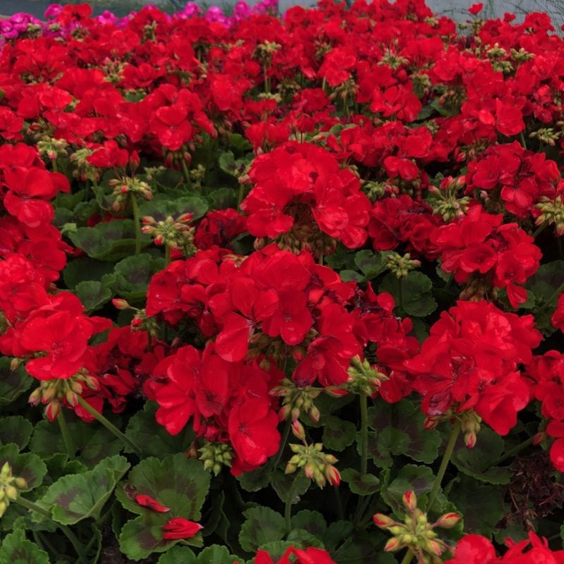 Pelargonium Trend Red Flower Plants - Image 3