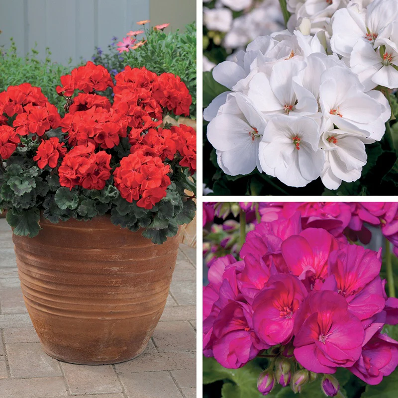 Pelargonium Zonal Collection
