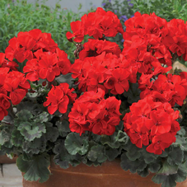 Pelargonium Zonal Collection - Image 2