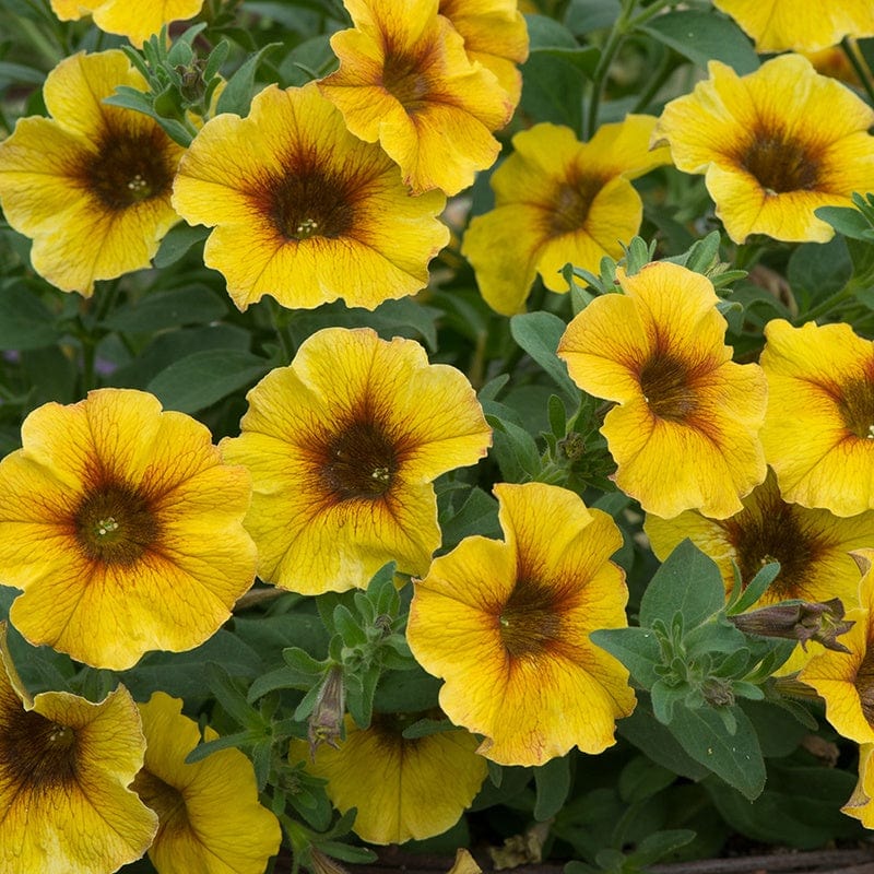 Petchoa Beautical® Caramel Yellow