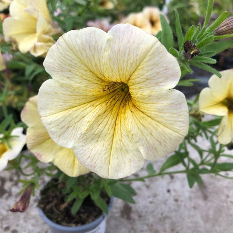 Petchoa Beautical® French Vanilla - Image 3