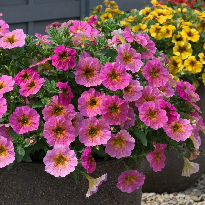Petchoa Beautical Sunray Pink