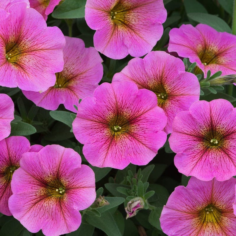 Petchoa Beautical Sunray Pink - Image 2