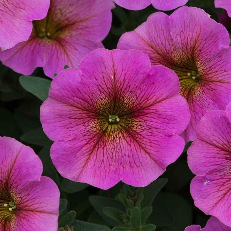 Petchoa Beautical Sunray Pink - Image 3