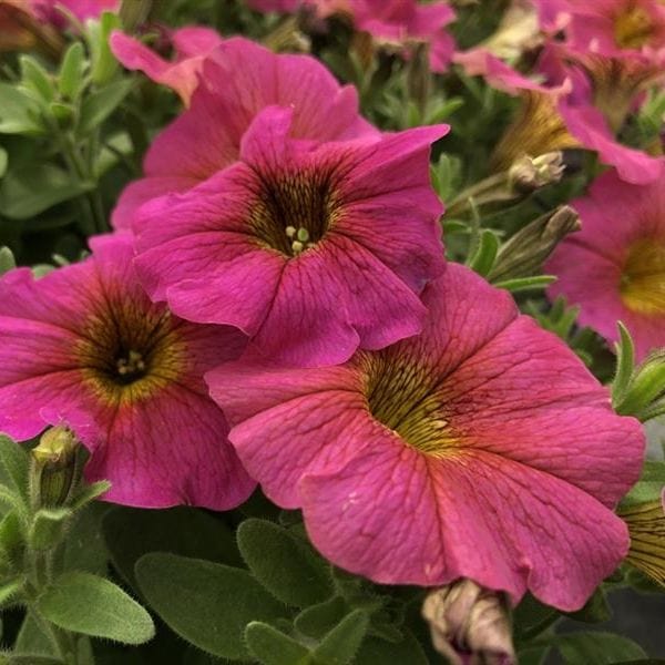 Petchoa Beautical Sunray Pink - Image 4