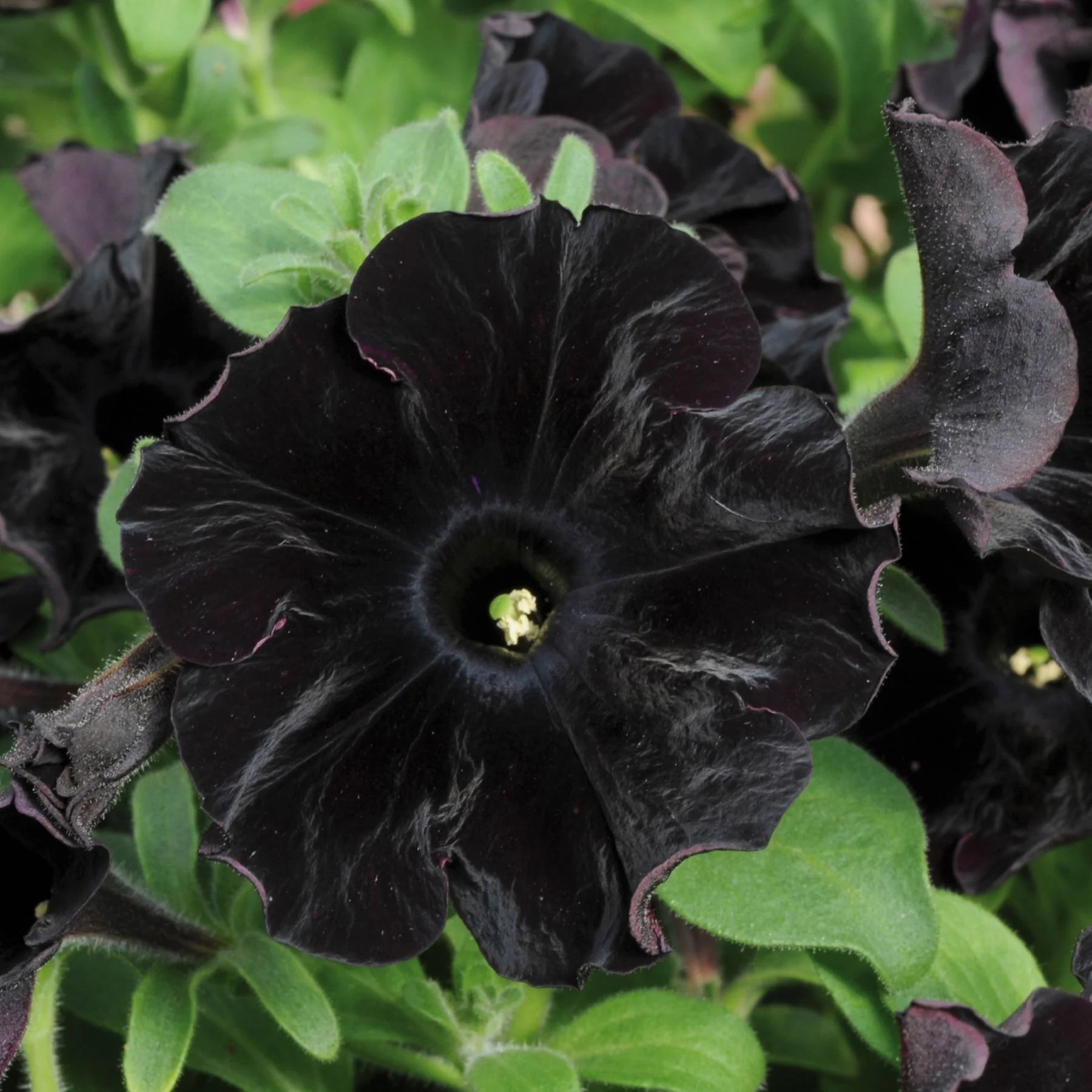 Petunia Black Velvet Plants - Image 2