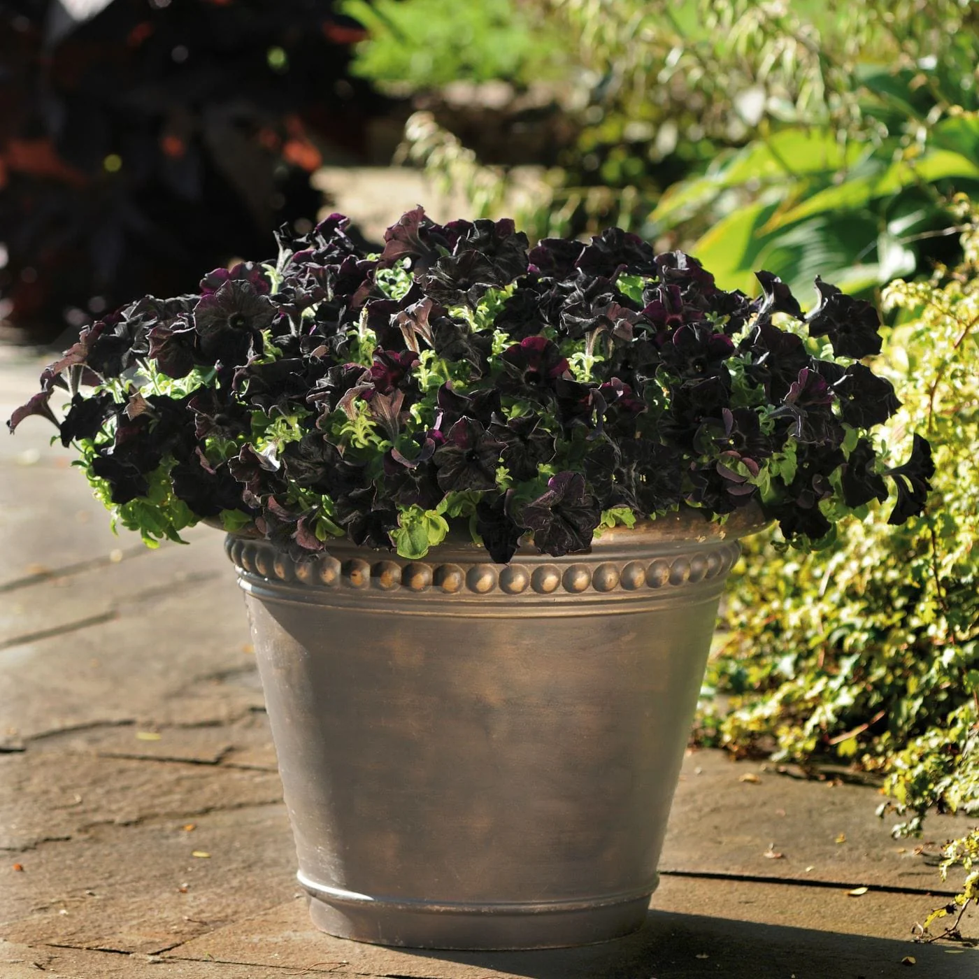Petunia Black Velvet Plants - Image 3