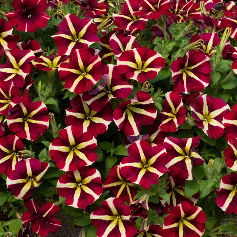 Petunia Fanfare Heartbreaker - Image 2