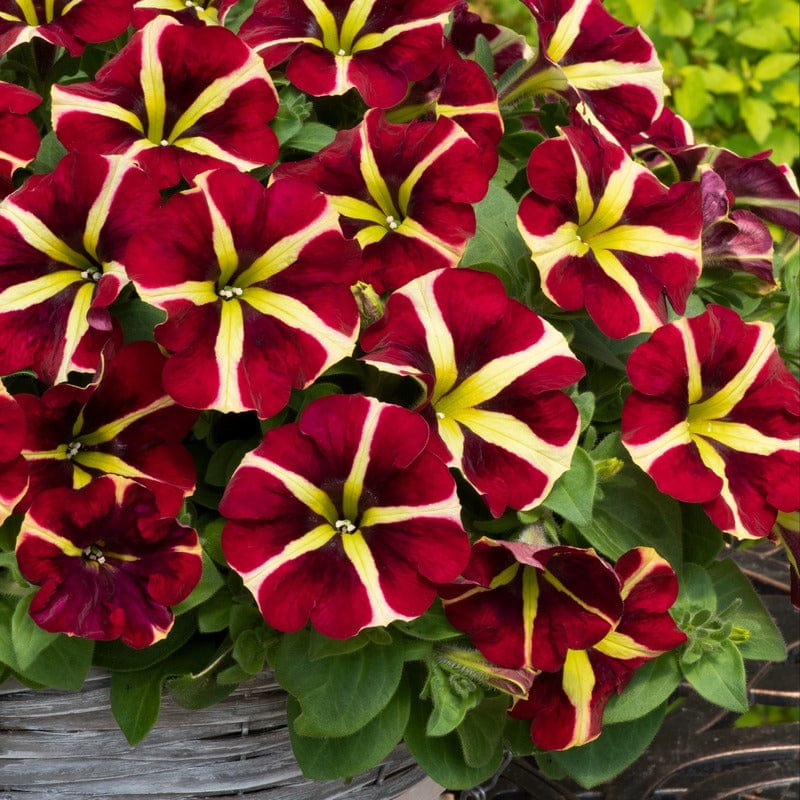 Petunia Fanfare Heartbreaker - Image 3