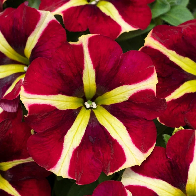 Petunia Fanfare Heartbreaker - Image 4