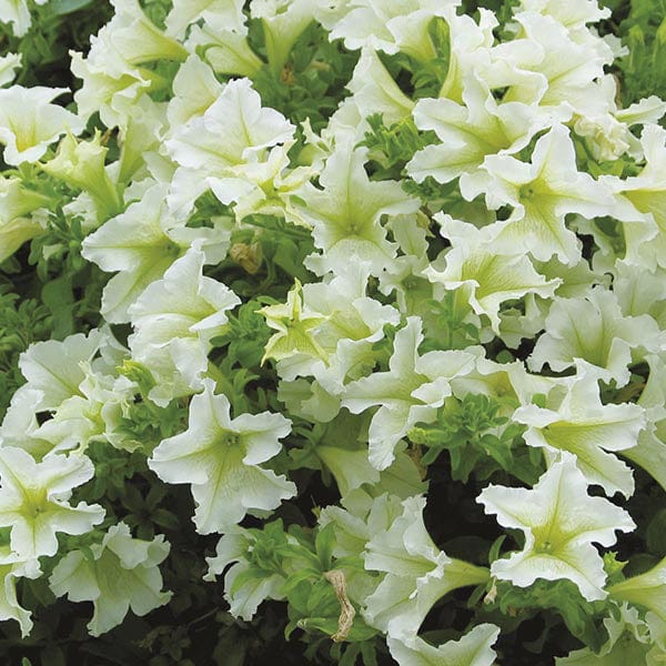 Petunia Surfinia Collection
