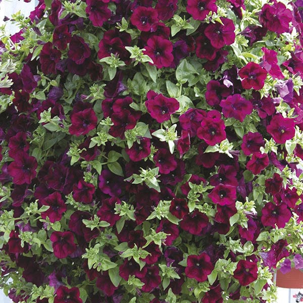 Petunia Surfinia Collection - Image 3
