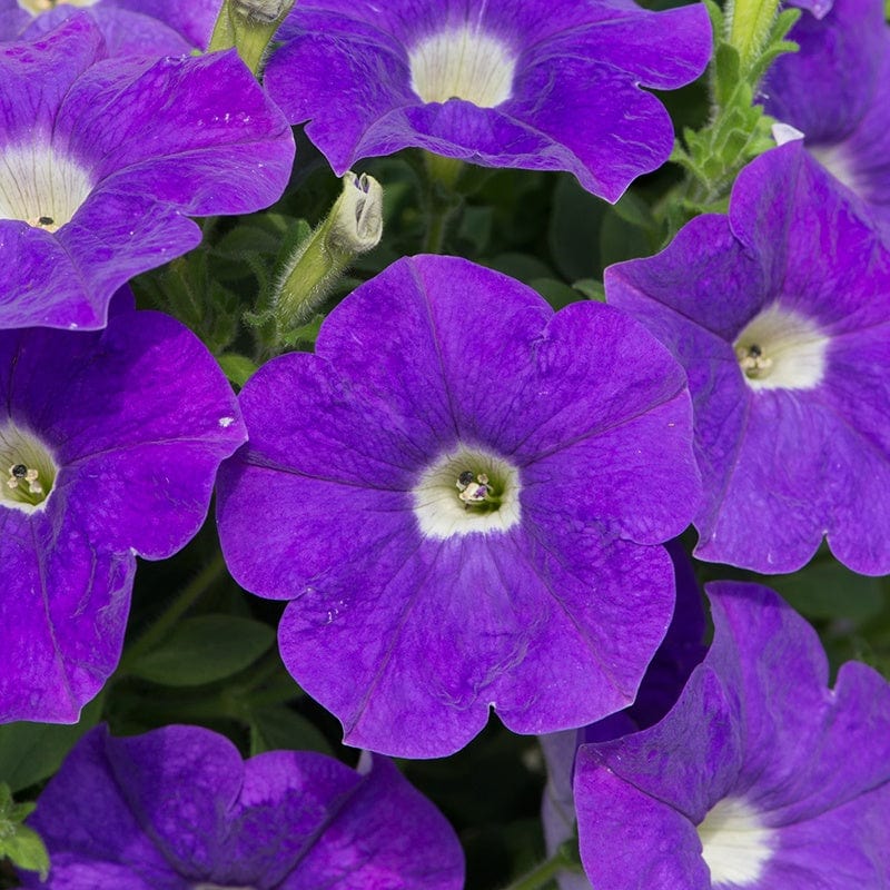 Petunia Surfinia Collection - Image 4