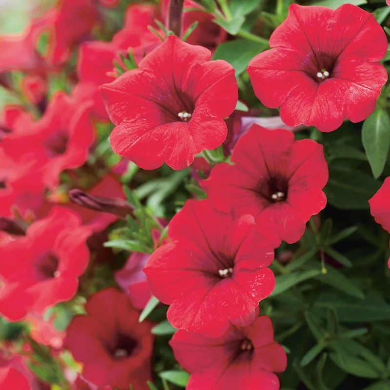 Petunia Surfinia Deep Red Flower Plants