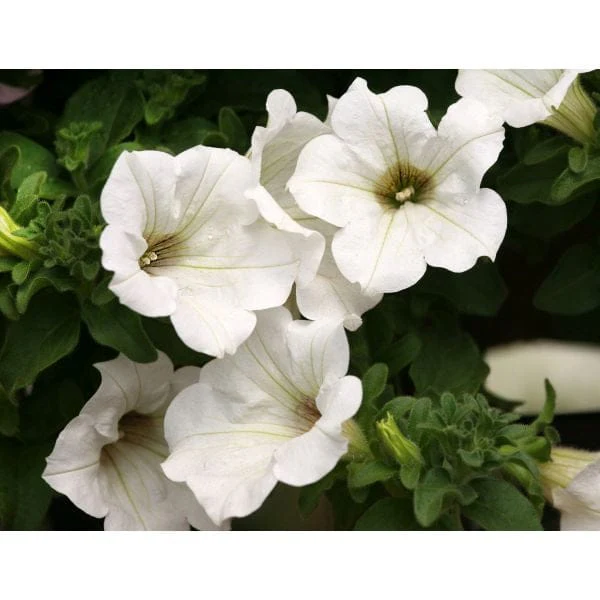 Petunia Surfinia Lime White Flower Plants - Image 3