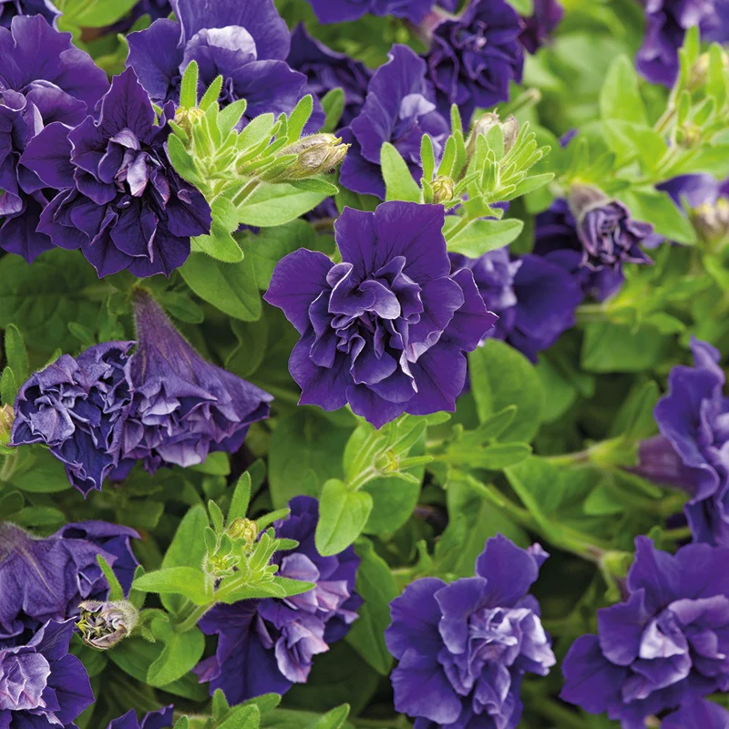 Petunia Tumbelina Belinda