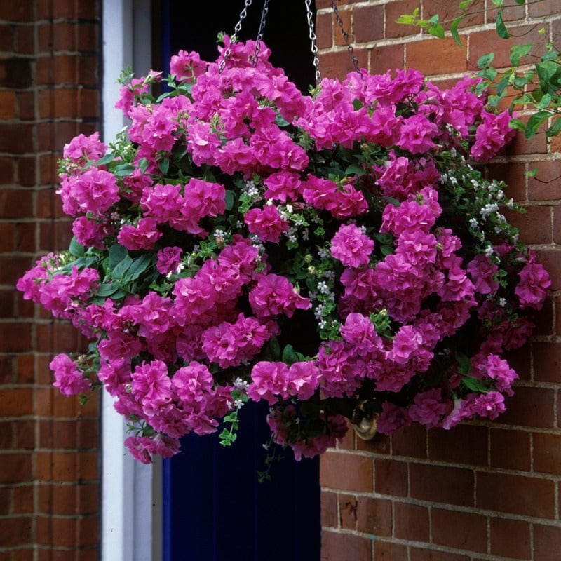 Petunia Tumbelina Candy Floss Flower Plants