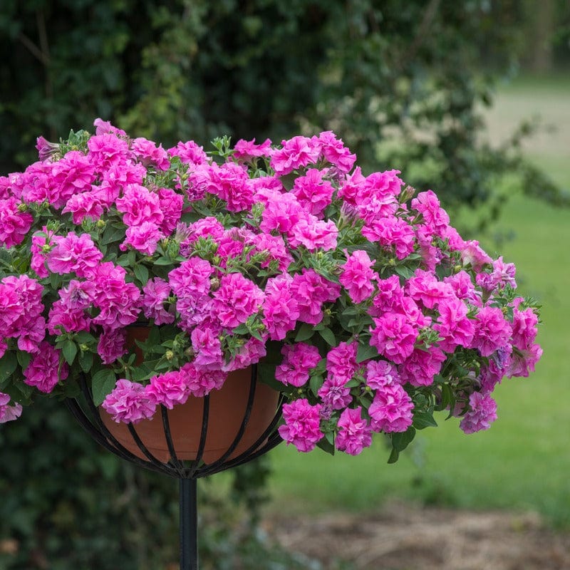 Petunia Tumbelina Candy Floss Flower Plants - Image 2