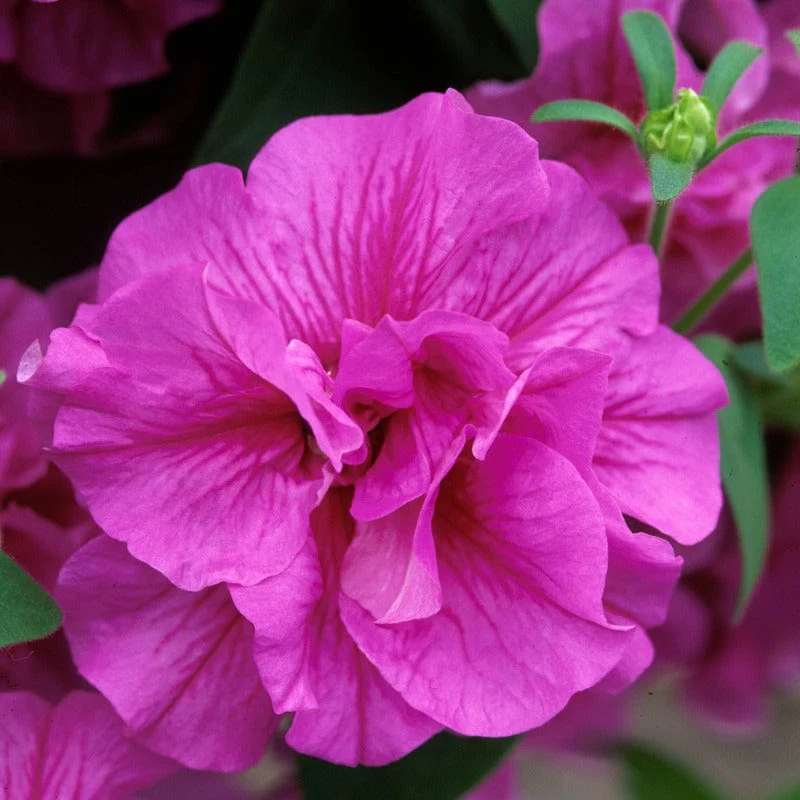 Petunia Tumbelina Candy Floss Flower Plants - Image 3