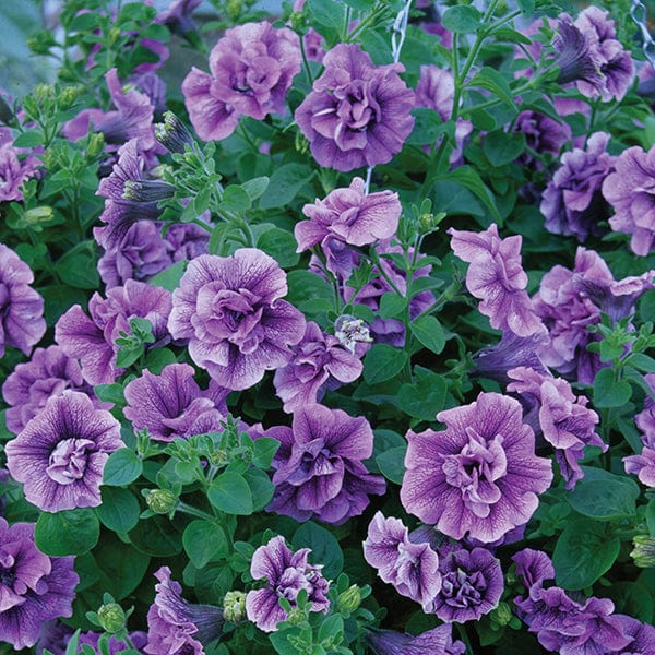 Petunia Tumbelina Collection Plants
