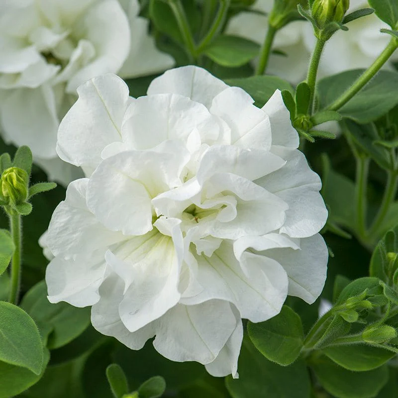Petunia Tumbelina Collection Plants - Image 2