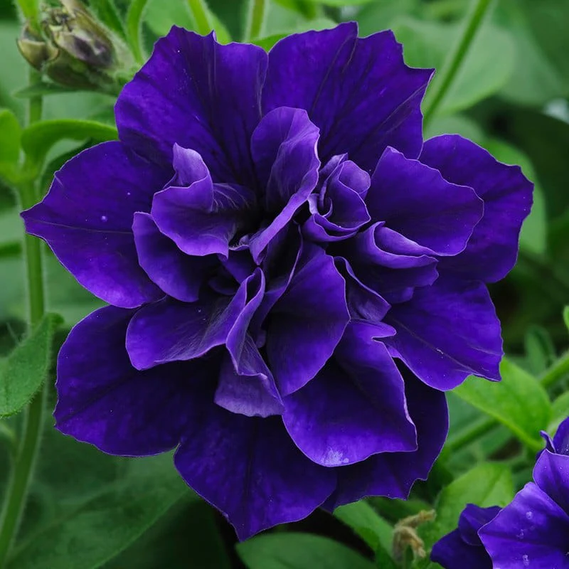 Petunia Tumbelina Collection Plants - Image 3