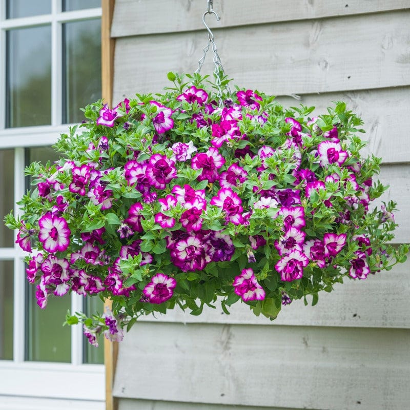 Petunia Tumbelina Collection Plants - Image 4
