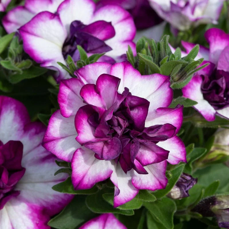 Petunia Tumbelina Nicola Flower Plants