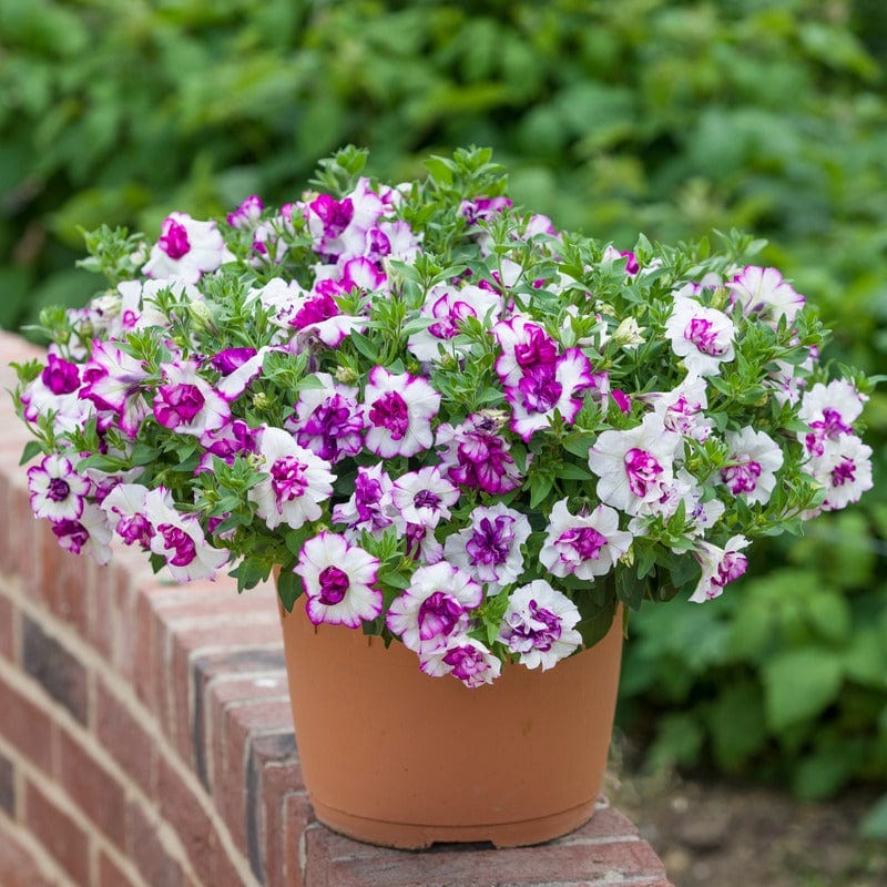 Petunia Tumbelina Nicola Flower Plants - Image 3