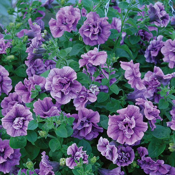 Petunia Tumbelina Priscilla Lilac Blue Flower Plants - Image 2