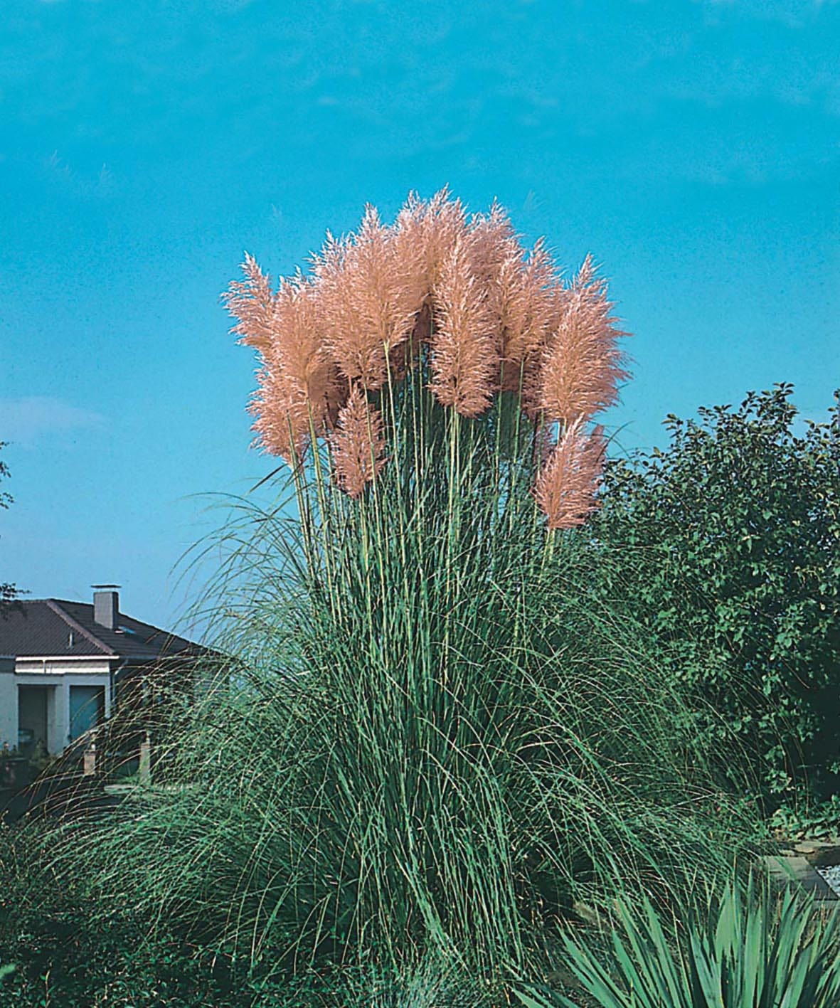 Pink Pampas Grass Seeds - Image 3