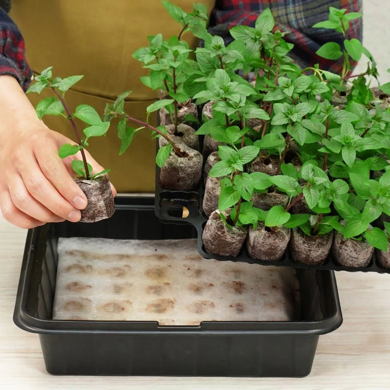 Plantable Pellets Self-Watering Mini Greenhouse (35 plants) - Image 2