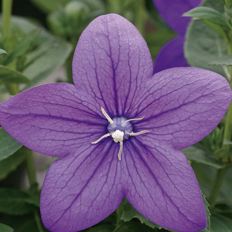 Platycodon Florists Blue Seeds